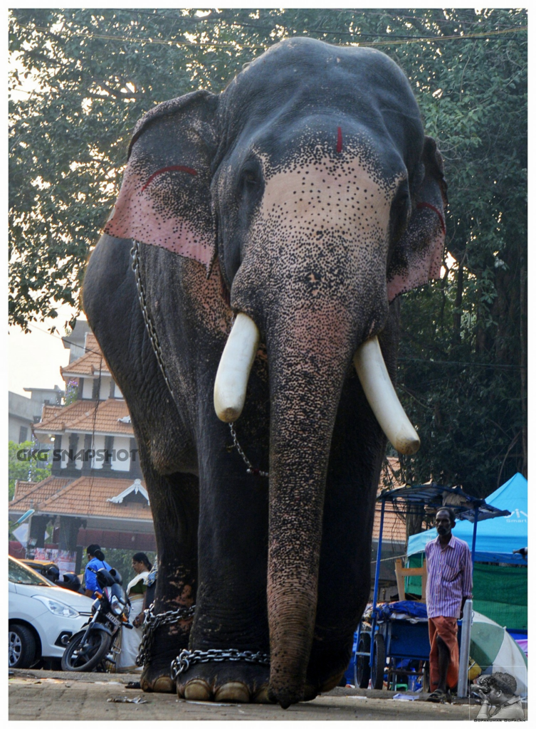 elephant tours kerala