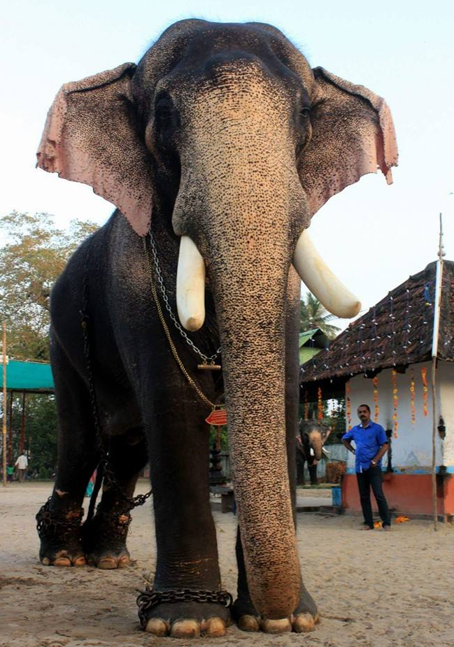 elephant tours kerala